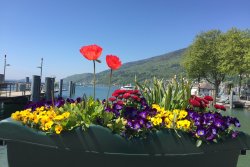 phoca thumb m biel blumen see
