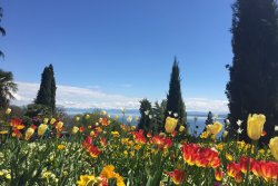 phoca thumb m insel mainau 1
