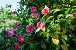 phoca thumb m kamelienblute blumen