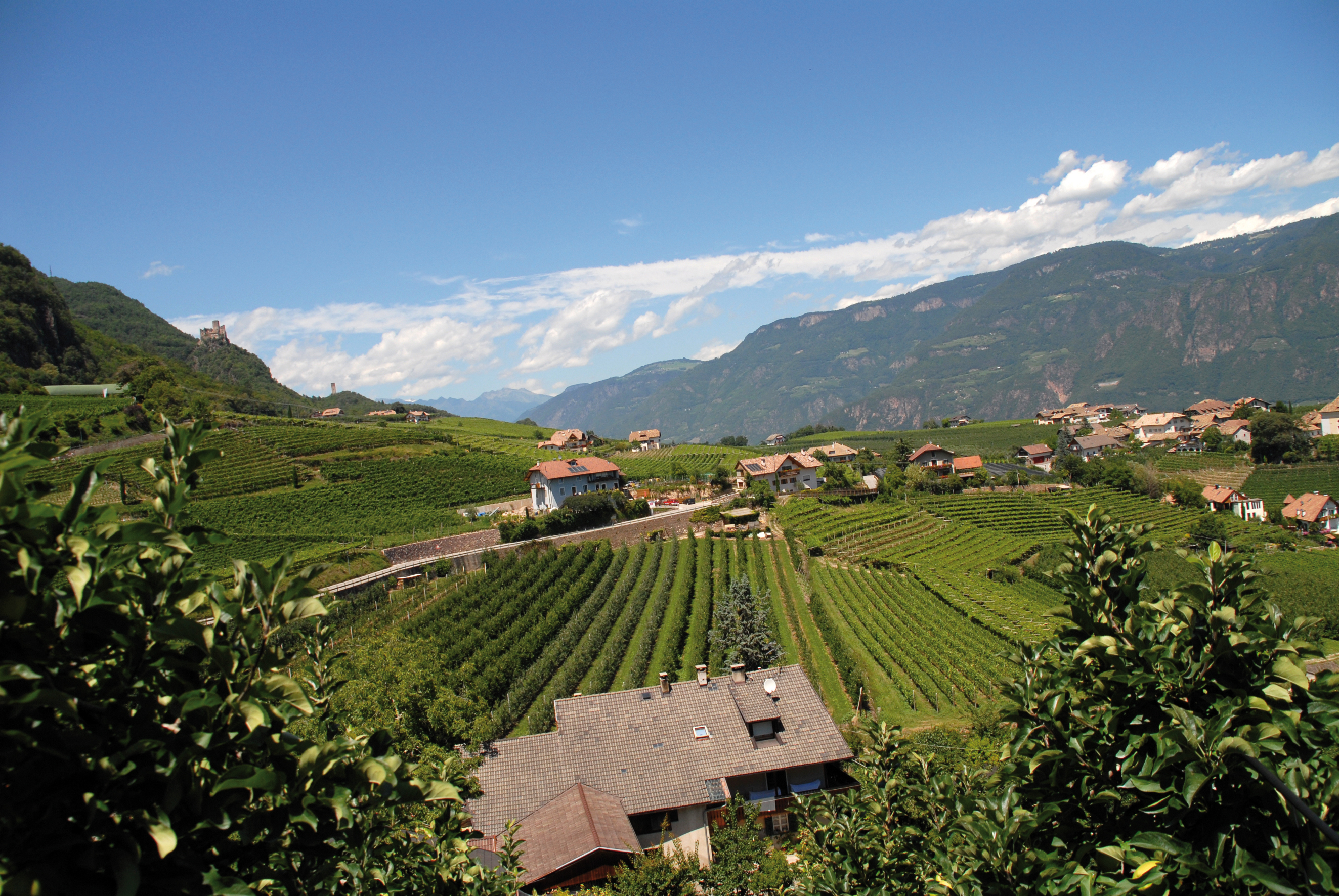 sdtirol wein 1